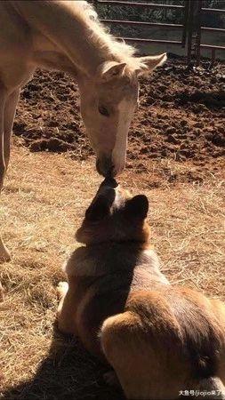 超治愈狗狗！刚出生的小马不幸丧母，狗狗竟对它做出这种举动……