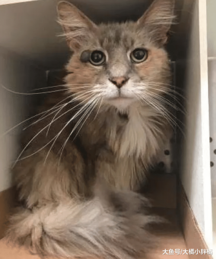 老人大限将至而弃养爱猫，爱猫整日面露悲伤，“猫王”给了它信心