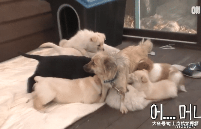 狗狗只生了3只宝宝，却要喂养10只小奶狗，自己的娃还饿着