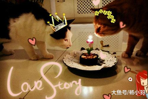 铲屎官专属蛋糕对比为猫做的生日蛋糕，难道这些年屎还没铲够吗？