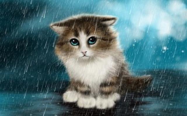 妻子想救雨中小猫，丈夫却不以为然，旁观者送上一只猫当做礼物