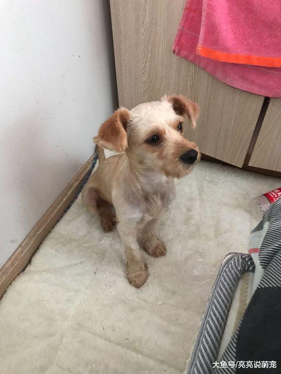 捡了一只被打伤的狗狗，带回家之后发现赚了，它是雪金