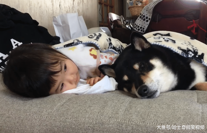 狗狗突然不见了，结果在女儿卧室找到它，狗子的演技不错啊