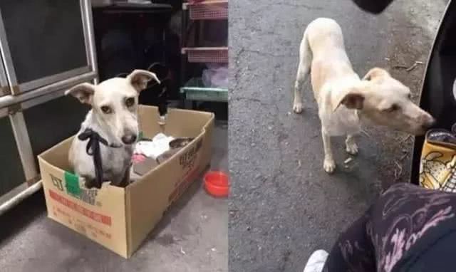 流浪狗进家一年，排骨变成水桶腰，网友笑翻：瓦斯桶成长记