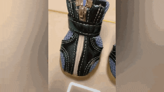 小黑狗怕冷, 钻进主人的衣服口袋, 狗: 暖暖的……