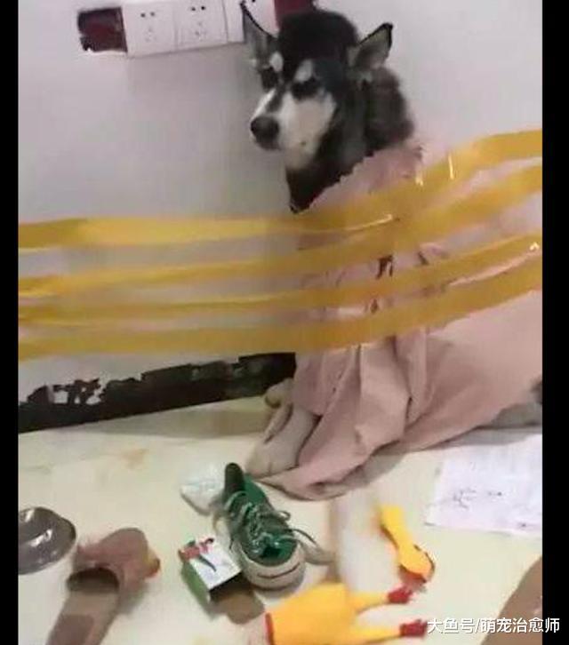 网友为惩罚犯错的哈士奇，用胶带把它绑到了墙上，它表情好委屈！
