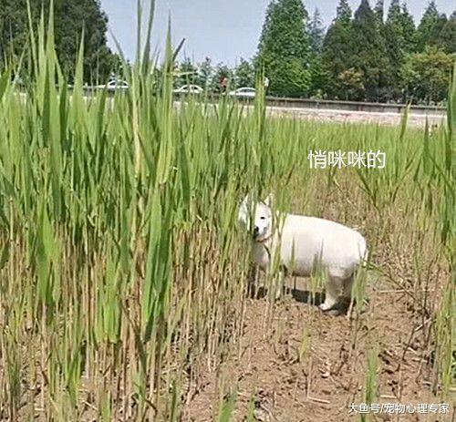 男子发现田里藏着一只狗，走近看清后一头雾水：自由恋爱的后果