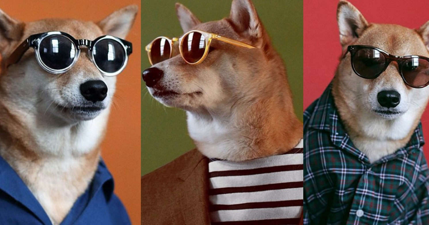 宠物大麻的新兴困境