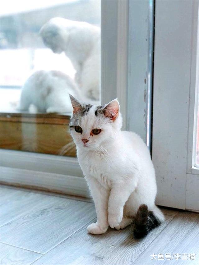 滞销宠物猫的三种处理方式中少见丢弃，流浪猫多由不负责主人产生