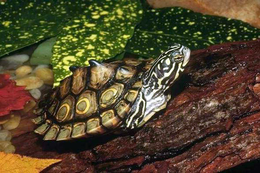 乌龟冬眠期间，有3件事不能干，否则后悔也来不及