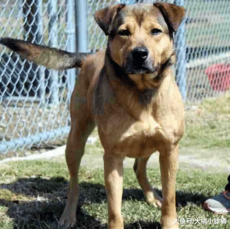 狗狗不幸两进收容所，6年半后再被小伙收养，小伙给的理由很有趣