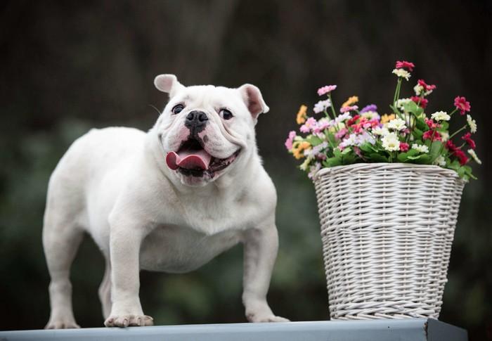 养好还要拍好才是真爱 宠物摄影小技巧