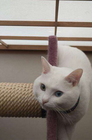 辟谣：猫咪越圆滚滚越好，猫粮随便吃？