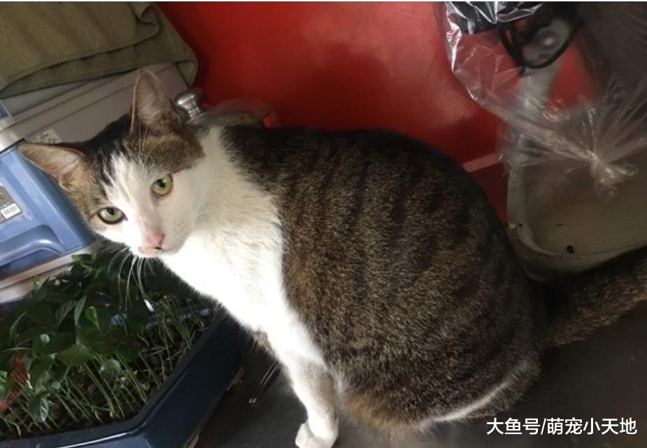 骑车待转九分看到猫吹个口哨就跑过来，载回家后养成巨饭团