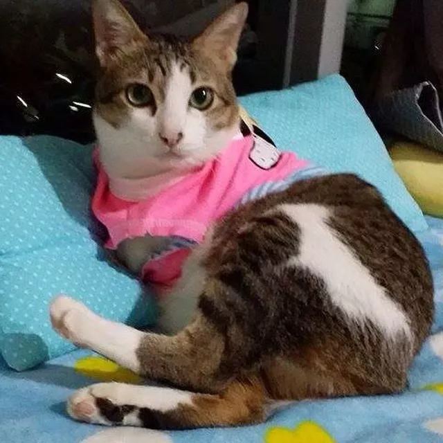 励志喵生吸粉14万人！生活不易，你却还没有一只猫努力！