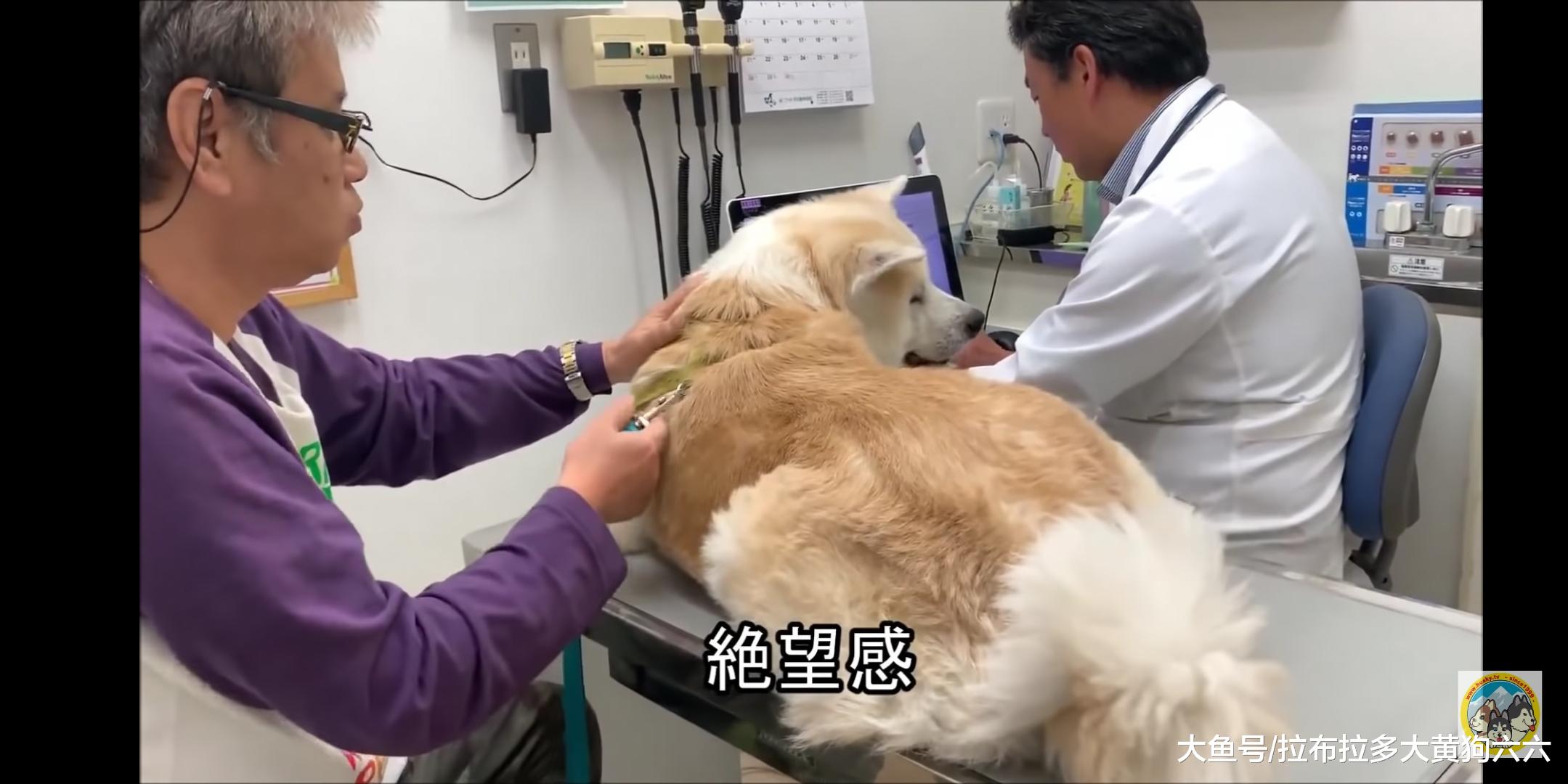 秋田犬对宠物医院女医生的单相思之恋，每次相逢都好甜啊~
