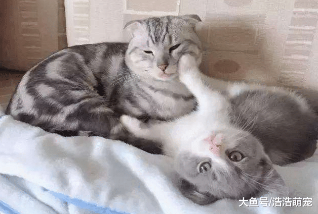 想把貓咪養好，寵主就不要做下面5件事情，不然你會害了它