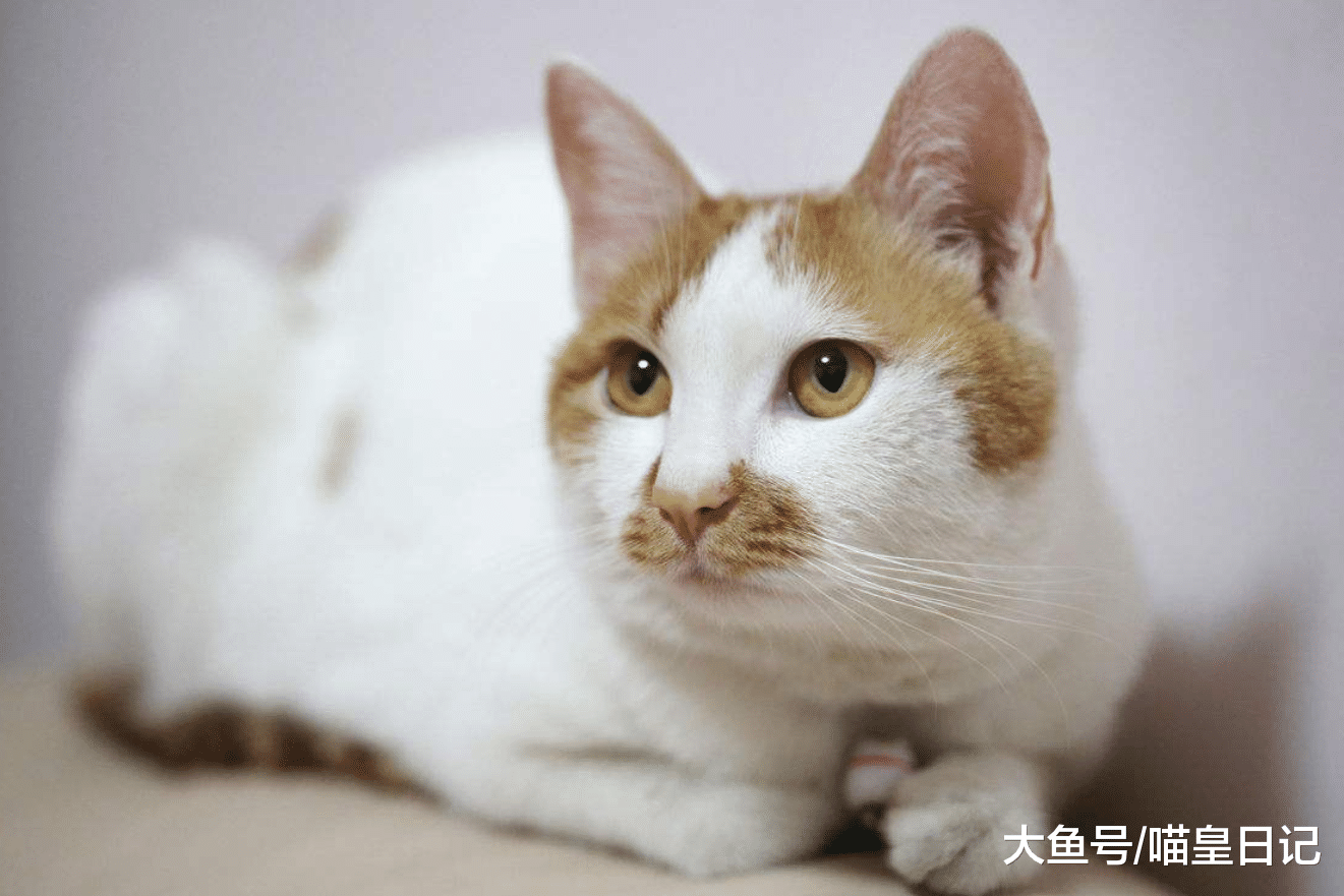 想要擁有圓潤可愛的喵星人，以下三點是關鍵，鏟屎官們記住了嗎？