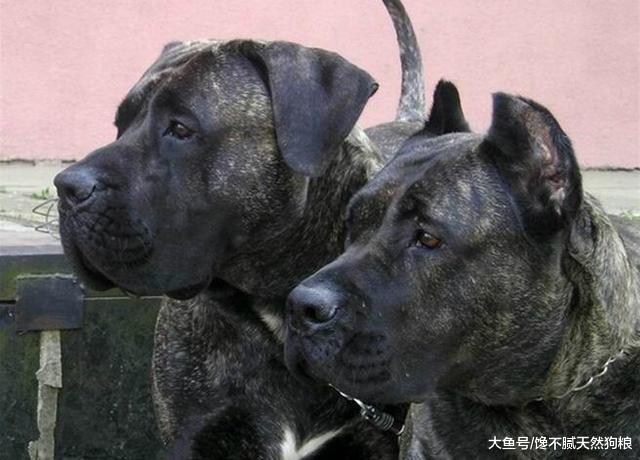 养“两只狗狗”的5大好处，相信只有养过的人才明白