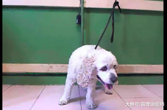 狗狗对前主人忠心耿耿18年，依然摆脱不了被抛弃的命运，好寒心