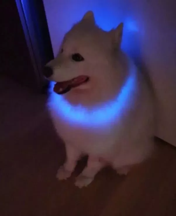 给萨摩耶买了个发光项圈，可戴上的效果却跟想象的不太一样！