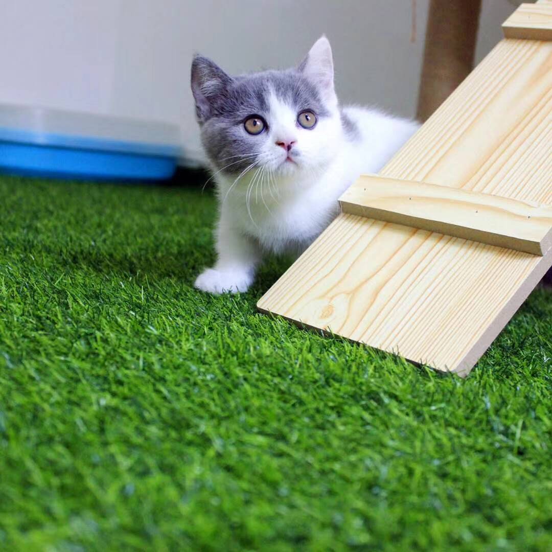 养了一只十分乖巧可爱的猫咪，最后还悟出了一个人生道理