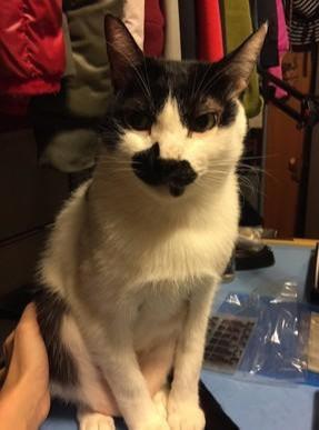 小主人在看动画片，猫咪爬到她身上撒娇，像极了你抱着女友的样子