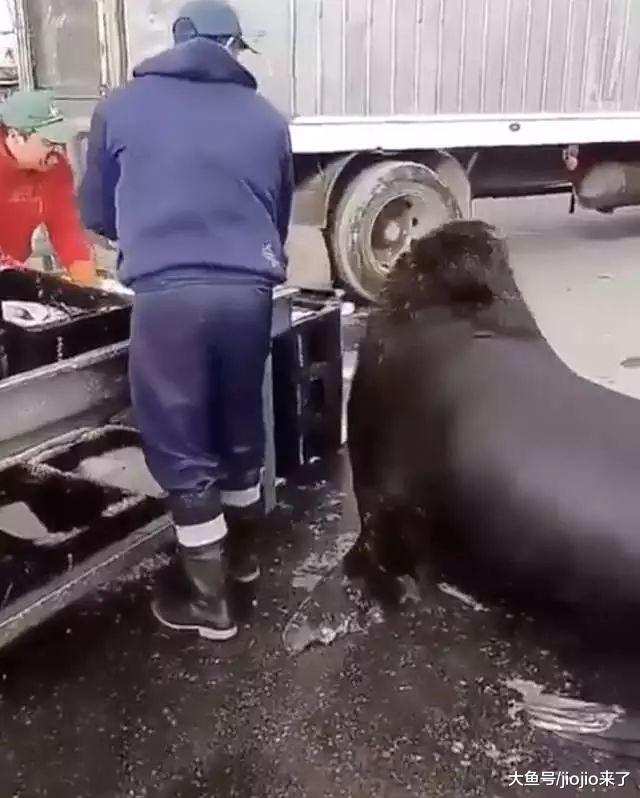 它发现了天堂！一只饿坏了的巨型海狮跑到水产市场向人“乞讨”