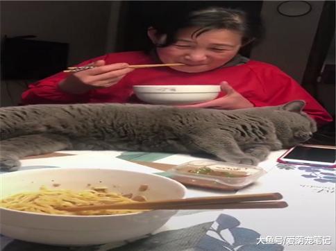 英短蓝猫想要吃桌上的饭菜, 就直接躺在姥姥面前, 这猫好会撒娇啊