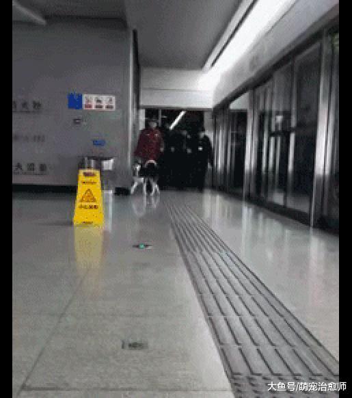 哈士奇闯入了地铁站, 几名工作人员追着它跑, 二哈: 看谁能追上我