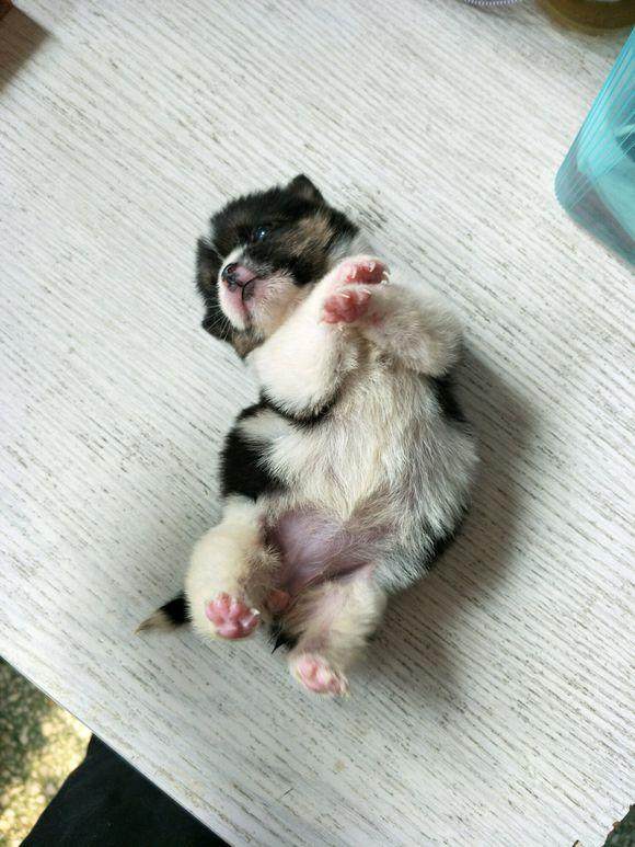 在下水道捡回一只小猫咪，清洗过后表示捡到宝了