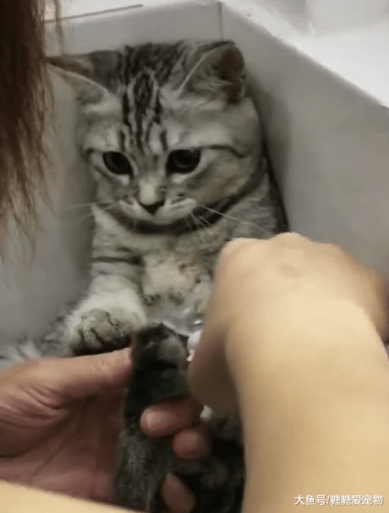 剪指甲不反抗的喵，这表情却很委屈，喵：你看我这么可爱就别剪吧