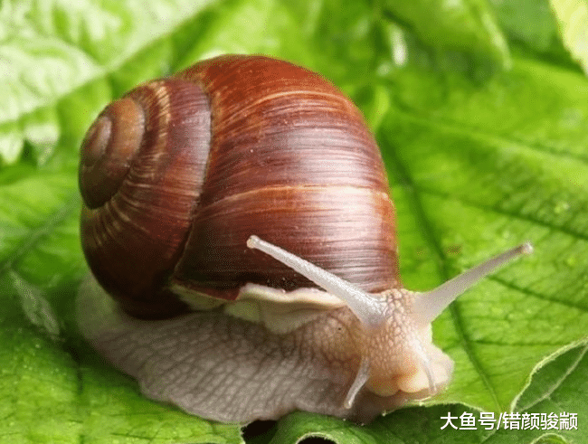 世界上最懶的五個動物，第二個在我國很出名，第一個靠電影走紅