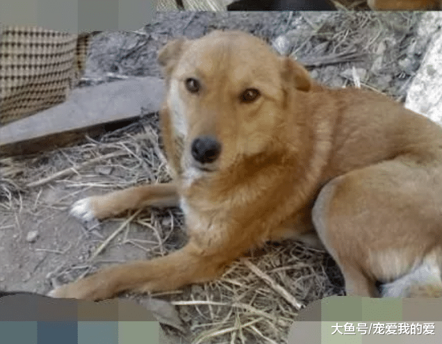 我把你当宠物，你却当我是你妈妈