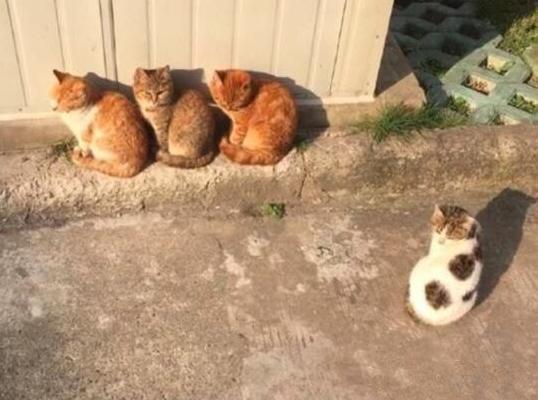 貓咪很傲嬌但流浪了就會懂秩序，自己的貓貓為啥就不懂呢？