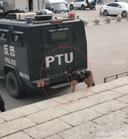 谁说警犬都非常严肃？这只警犬上班时间卖萌，谁还不是个宝宝咋地