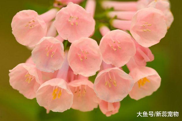 9月好事一个接一个的3大生肖，桃花财运同来，生活富裕又甜美