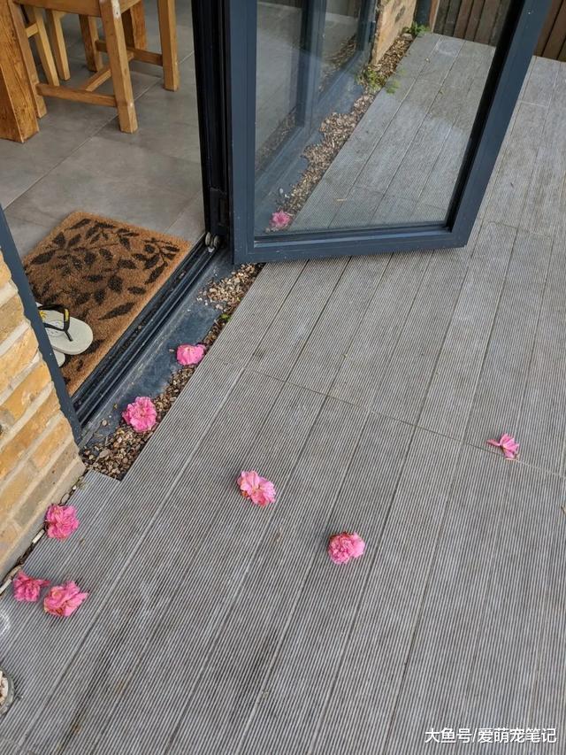 小伙经常投喂附近的流浪猫，猫咪得到关爱后，却给他带来了大惊喜