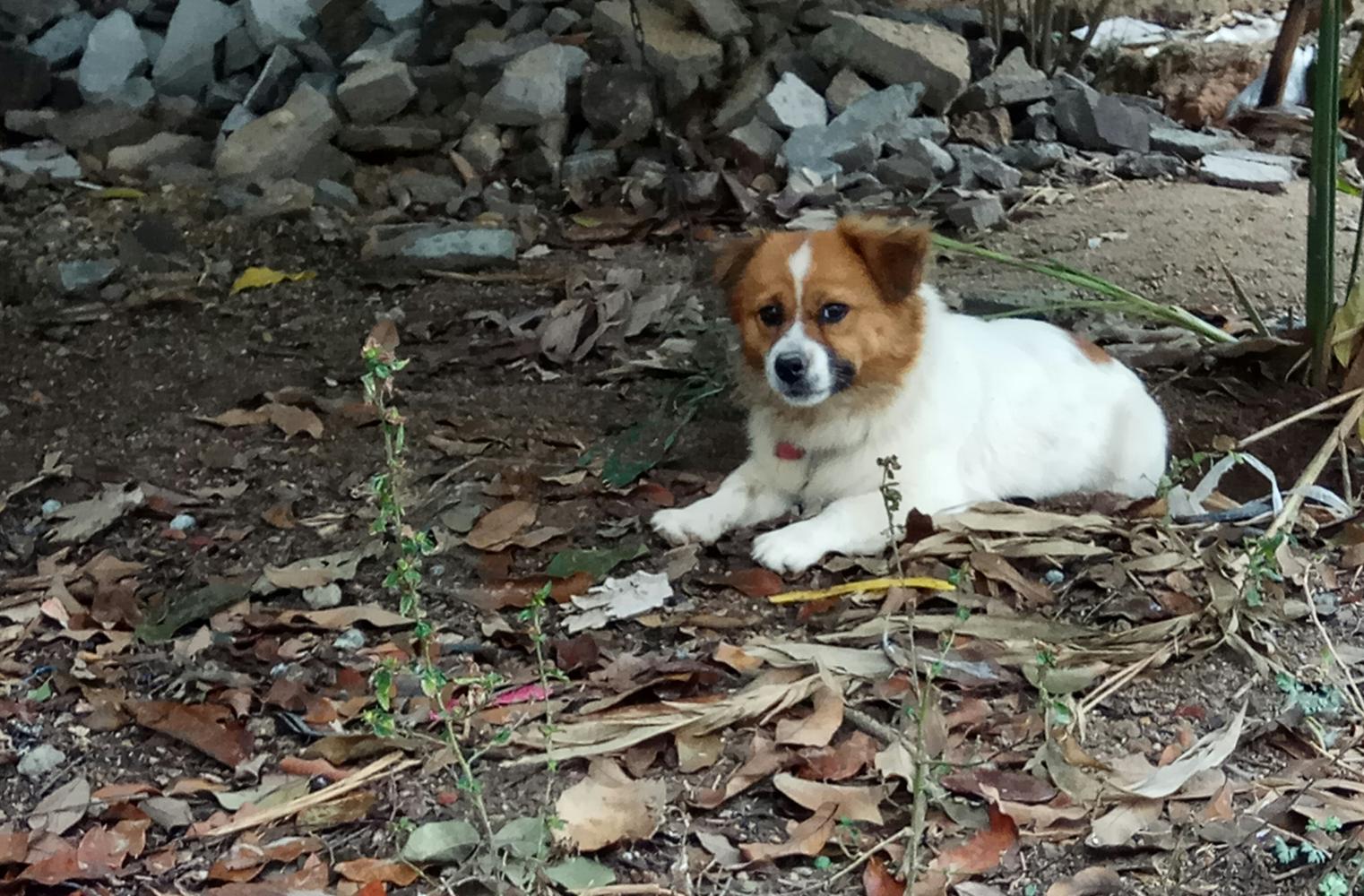 狗狗兄弟哥倆好，結果遇到麻煩了，既心疼又搞笑