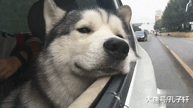 二哈失恋了，主人开车带二哈兜风，二哈：好想离开这个伤心的城市