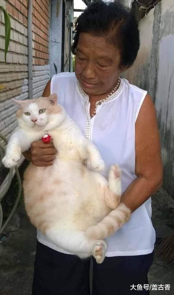 奶奶给猫咪做了件衣服，穿上后路人看见说的话，让主人笑喷