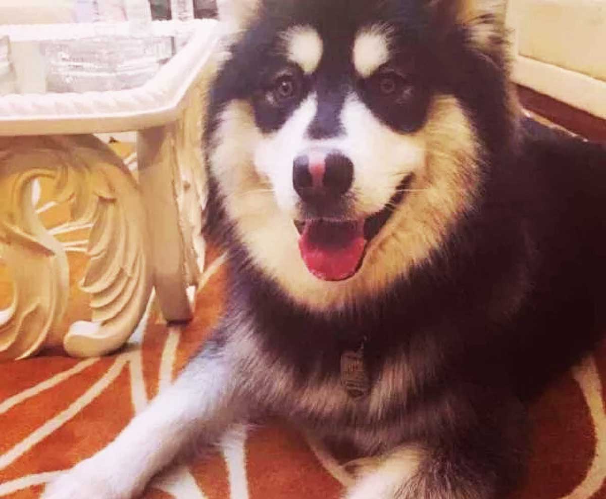 主人怕狗拆家，便将它一起带去网吧，随后1个举动，引起网吧骚动