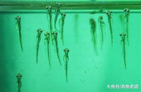 自家的金魚繁殖成功后，小魚苗應該怎么喂養、換水？