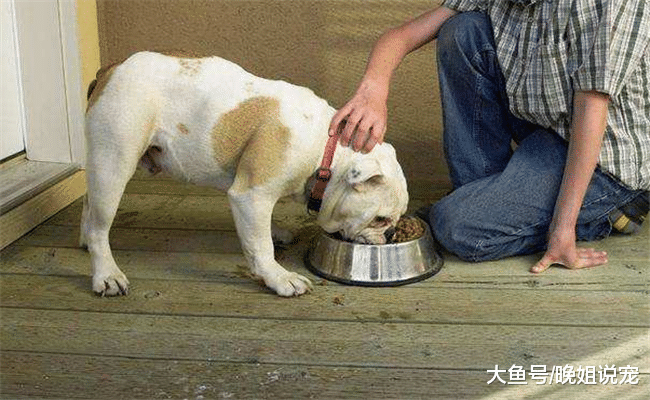 养狗, 有4不做2必做, 宠主一定要坚持住, 不然会给它造成伤害