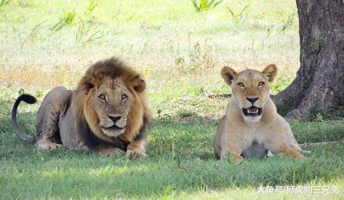 老虎有哪些先天优势，是狮子不具备的？狮虎斗哪边胜算较大？