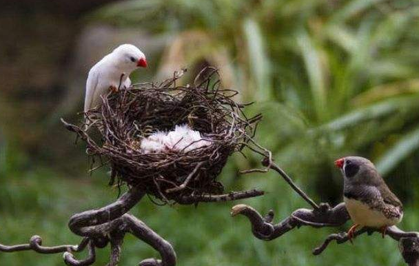 鸟窝都是“露天朝上”，遇到下雨幼鸟怎么办？看完长知识了