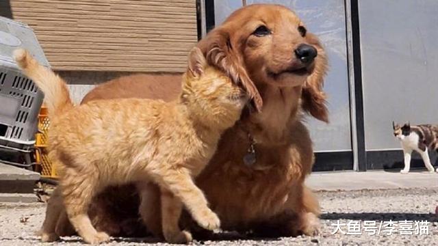 铲屎官遛狗途中偶遇热情大橘，全程粘着狗子，恍若一只“舔狗”猫