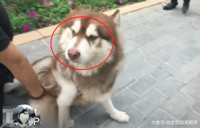阿拉耍賴不走路，主人背它走幾步卻把它丟下，寵主：太沉了
