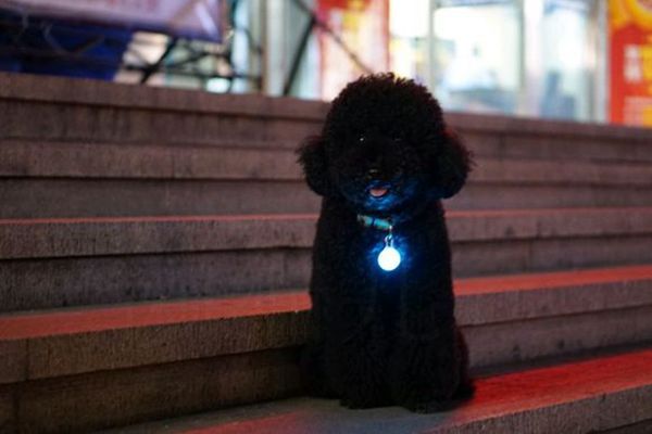 晚上遛狗把泰迪弄丢了，主人发帖求助，网友看到后却让她别找了！