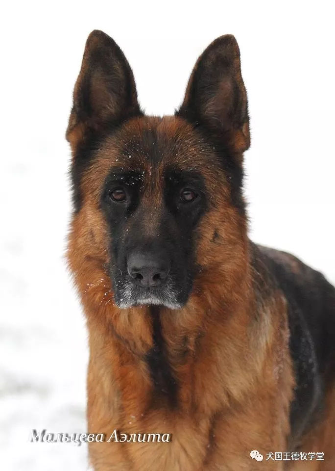 乌克兰，卢甘斯克 Аэлита Мальцева的爱犬